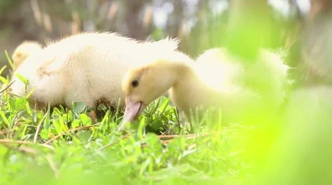 Two cute ducks in the wild Stock Footage 53890359