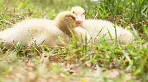 Two cute ducks in the wild Stock Footage 53890382