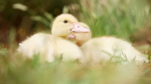 Two cute ducks in the wild Stock Footage 53890412