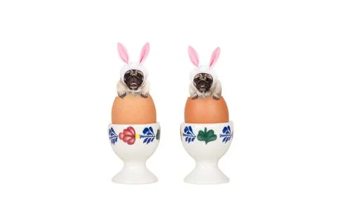 Two cute easter pug dogs, sitting in eggs in egg-cup, isolated Stock Photos