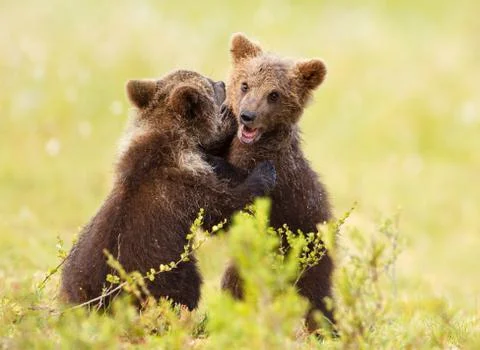 Two cute Eurasian brown bear cubs play-fighting Stock Photos