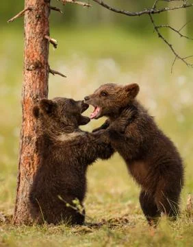 Two cute Eurasian brown bear cubs play-fighting Stock Photos