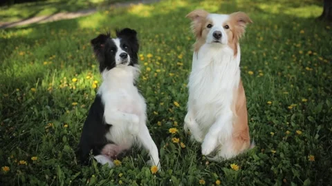 Two Cute Excited Border Collie waiting for human do a trick. Head of black and Stock Footage 132002611
