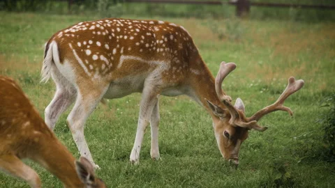Two cute fallow deer are grazing in the corral and eating grass 스톡 동영상 142766827