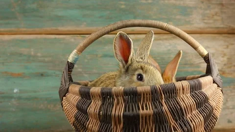 Two cute fluffy affectionate brown bunnies sit in a wicker basket and wiggle Stock Footage 147310688