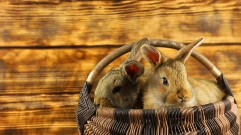 Two cute fluffy affectionate brown bunnies sit in a wicker basket and wiggle Stock Footage 148063791