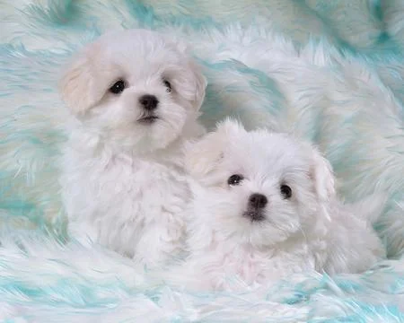 Two cute fluffy dogs close view photo background Stock Photos