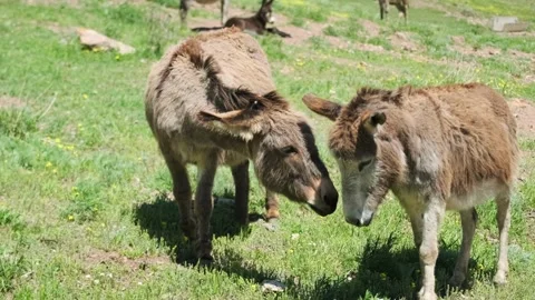 Two cute fluffy donkeys in the mountains of Kyrgyzstan Stock-Footage 276645733