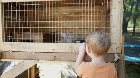 Two cute fluffy rabbits in a cage. A boy puts his finger in the cage Stock Footage 252039638