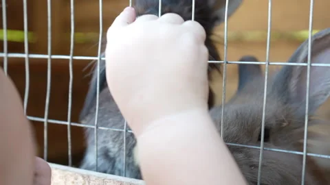 Two cute fluffy rabbits in a cage. Stock Footage 252039772