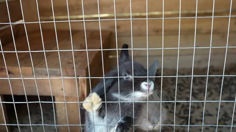Two cute fluffy rabbits in a cage. Stock Footage 252184619