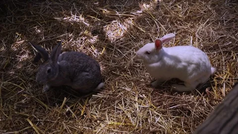 Two cute fluffy rabbits sitting quietly on dry hay in an enclosure. Stock Footage 345683747