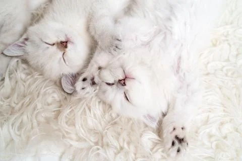 Two cute fluffy white kittens are sleeping next to each other on a light blanket Foto stock