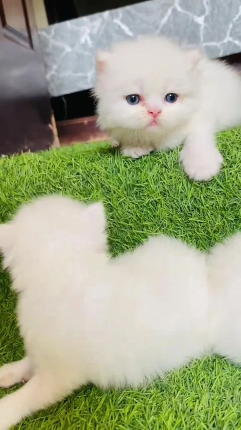 Two Cute Fluffy White Persian Kittens Playing on Green Artificial Grass Видео 339112483