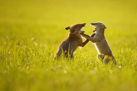 Two cute foxes playing in the grass at sunset. Two small foxes fighting with 스톡 사진