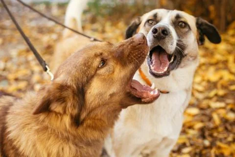 Two cute friends dogs playing together and biting in autumn park. Angry dogs  Stock Photos