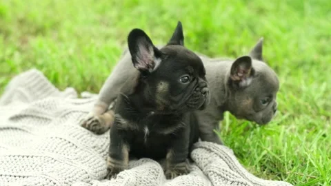 Two cute funny multi-colored french bulldog puppies play funny in the summer in Stock Footage 281148464