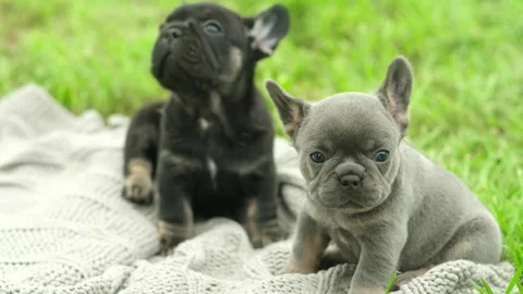 Two cute funny multi-colored french bulldog puppies play funny in the summer in Stock Footage 294083470