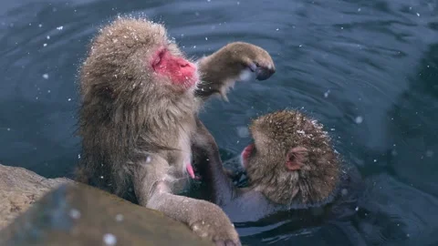 Two cute funny snow Monkeys in the snow at Jigokudani nature park, Japan: Slow Stock Footage 262720251