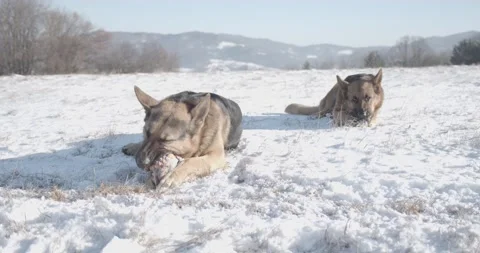 Two cute German Shepherd dogs in beautiful nature 库存影片 145487586
