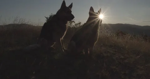 Two cute German Shepherd dogs sitting in beautiful nature with sunrise flares Stock Footage