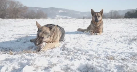 Two cute German Shepherd dogs biting toys in snow Stockbeeldmateriaal 145487606