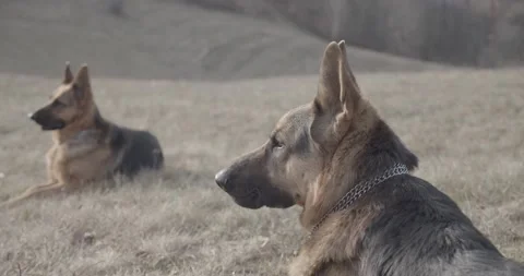 Two cute German Shepherd dogs sitting and watching in beautiful nature Stock Footage