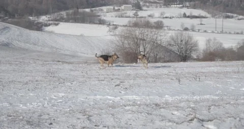 Two cute German Shepherd dogs playing and running in snow in beautiful nature 库存影片 145487680