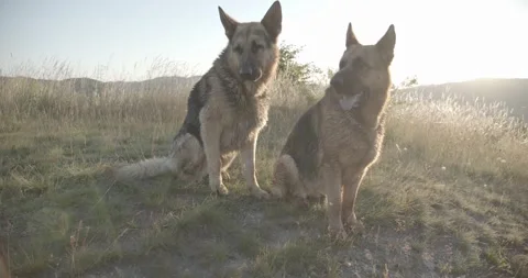 Two cute German Shepherd dogs resting in beautiful nature in the morning sunrise Stockbeeldmateriaal 145487687