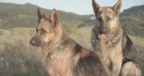 Two cute German Shepherd dogs sitting in beautiful nature Video stock 145487688