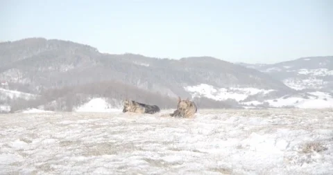 Two cute German Shepherd dogs playing with toys in snow 库存影片 145487697