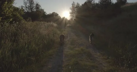 Two cute German Shepherd dogs walking in beautiful nature in sunrise Stockbeeldmateriaal 145487768