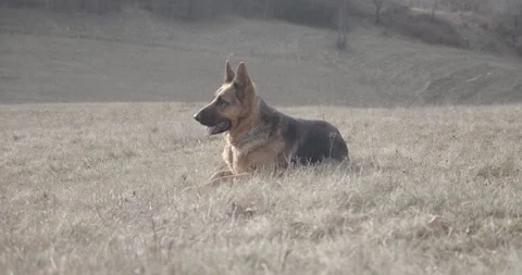 Two cute German Shepherd dogs in beautiful nature 库存影片 145487777