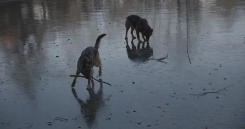 Two cute German Shepherd dogs playing with toys on frozen lake Stockbeeldmateriaal 145487799
