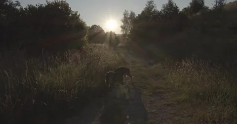 Two cute German Shepherd dogs walking in beautiful nature in the morning sunrise Stockbeeldmateriaal 145487830
