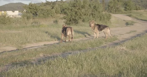 Two cute German Shepherd dogs walking free in nature Video stock 145487879