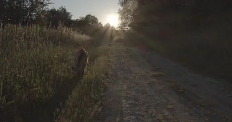 Two cute German Shepherd dogs walking and running in beautiful nature sunrise Stockbeeldmateriaal 145487889