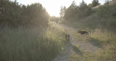 Two cute German Shepherd dogs walking in beautiful nature in sunrise Video stock 145487905