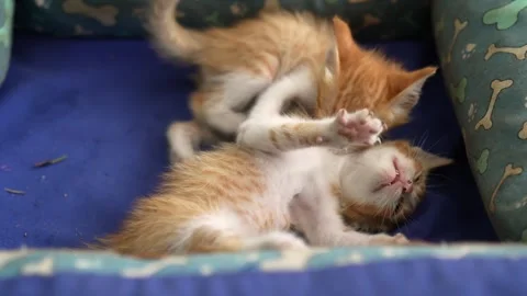 Two Cute Ginger Kittens Play Fighting and Wrestling Belly-Up in a Pet Bed 스톡 동영상 332686119