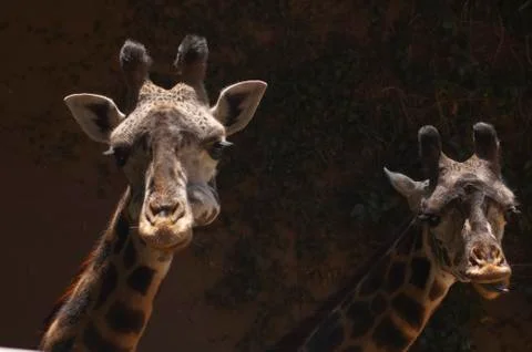 Two cute Giraffes look at camera one has tonue out Stock Photos