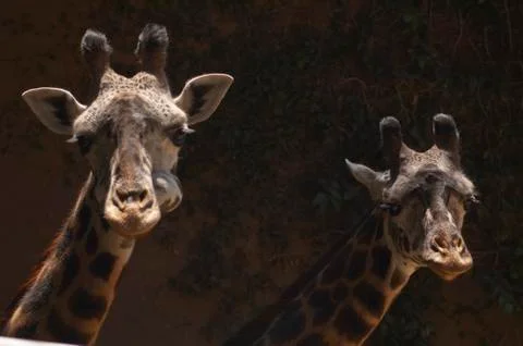 Two Cute Giraffes Look at Camera Foto stock