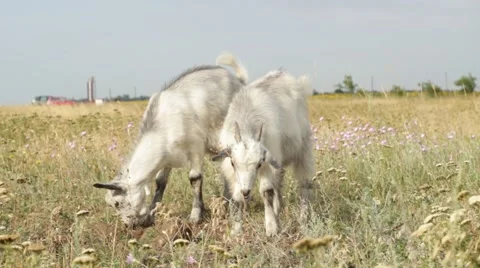 Two cute goats Stock Footage 53196482