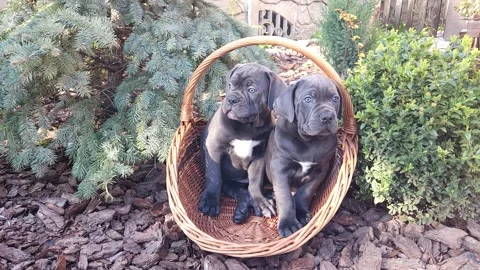Two cute gray Cane Corso puppies sit in a wicker basket in the garden Stock Footage 276828876