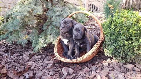 Two cute gray Cane Corso puppies sit in a wicker basket in the garden Stock Footage 276828944