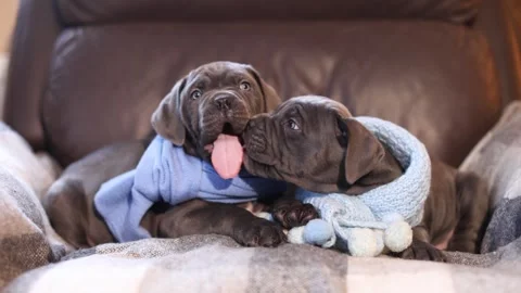 Two cute gray Cane Corso puppies. One is licking the other Stock Footage 327873126