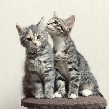 Two cute gray kittens playing on cat furniture at home Stock Photos