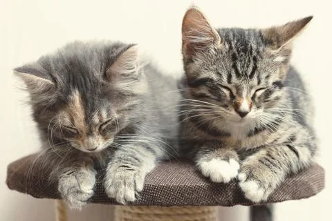 Two cute gray kittens sleeping on the cat furniture at home Stock Photos