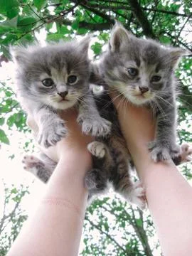 Two cute gray kittens in their hands raised up on background of a green tree in Stock Photos