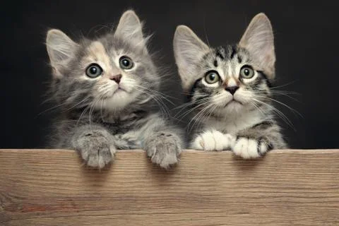 Two cute gray striped kittens rest their paws on a wooden board Stock Photos