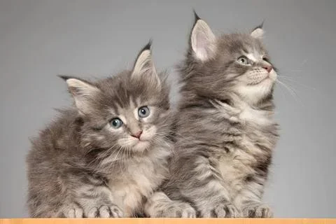 Two cute grey kittens sitting together on a plain grey background Stock Photos
